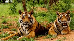 GT Rathambore - Diplomat Tourist Taxi Service - 